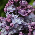 Syringa vulgaris 'Katharine Havemeyer'