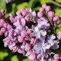Syringa vulgaris 'Michael Buchner'