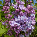 Syringa vulgaris 'Nadezhda'