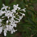 Fliederstmmchen, Persischer Flieder 'Alba', Syringa persica 'Alba'