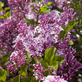 Syringa meyeri 'Palibin'