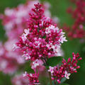 Syringa microphylla 'Superba' - Kircher Collection