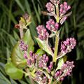 Syringa  hyacinthiflora Pocahontas