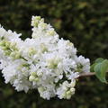 Fliederstmmchen, Edelflieder Mme Lemoine