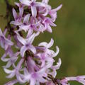 Fliederstmmchen Afghanischer Flieder, Syringa afghanica