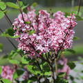 Syringa 'Tinkerbelle' 