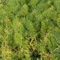 Foeniculum vulgare