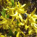 Forsythie, Goldglckchen 'Goldrausch', Forsythia intermedia 'Goldrausch' 