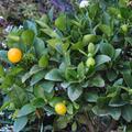 Runde Kumquat, Fortunella japonica