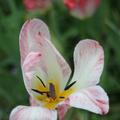 Fosteriana Tulpe 'Flaming Purissima', Tulipa 'Flaming Purissima' 