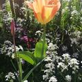 Fosteriana Tulpe 'Orange Emperor', Tulipa 'Orange Emperor' 