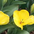 Fosteriana Tulpe 'Yellow Purissima', Tulipa 'Yellow Purissima' 