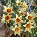 Fosteriana Tulpe 'Zombie', Tulipa 'Zombie' 