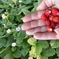 Erdbeere Alexandria (Fragaria vesca 'Alexandria')