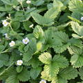 Fragaria vesca var. semperflorens 'Alexandria'