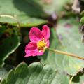 Fragaria x cultorum 'Lipstick' (S)