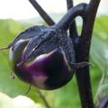 Freilandaubergine Obsidian, Solanum melongena