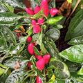 Freilandchili OpenSky� 'Chilitto Rojo', Capsicum annuum 'Chilitto Rojo'