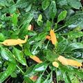 Freilandchili OpenSky� 'Flying Salmon', Capsicum annuum 'Flying Salmon'