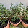 Freilandchili OpenSky� 'Happy Pumpkin', Capsicum annuum 'Happy Pumpkin'