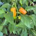 Freilandpaprika OpenSky� 'Yellow Snack', Capsicum annuum 'Yellow Snack'