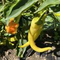 Freilandpaprika 'Sweet Banana', Capsicum annuum 'Sweet Banana'