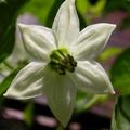 Freilandpaprika 'Sweet Chocolate', Capsicum annuum 'Sweet Chocolate'