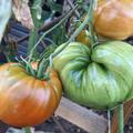 Freilandtomate OpenSky 'Amberone', Solanum lycopersicum 'Amberone'