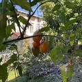 Freilandtomate OpenSky� 'Amberone', Solanum lycopersicum 'Amberone'
