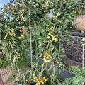 Freilandtomate OpenSky� 'Morningsun'�, Lycopersicon esculentum