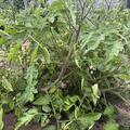 Freilandtomate OpenSky Schlingel Filou, Solanum lycopersicum OpenSky Schlingel Filou