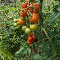 Freilandtomate 'Primabella', Lycopersicon esculentum 'Primabella'