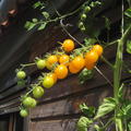 Freilandtomate Sunviva Pflanze vor Haus