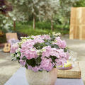 Girlanden-Hydrangea 'French Bolero' rosa