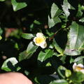 Fresh-Tea, 'Bloomtea', Camellia sinensis