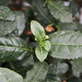 Fresh-Tea, 'Tearoma', Camellia sinensis