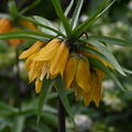 Kaiserkrone 'Paradise Beauty'