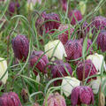 Schachbrettblume (mix, korr)