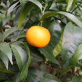 Frhe Clementine 'Commune'