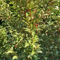 Frhe Pointilla Fruithunters 'Cherrific', Elaeagnus multiflora 'Cherrific'