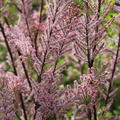 Tamarix parviflora mit rosa Blte