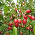 Fr�he Pointilla Cherrific Big, Elaeagnus multiflora 