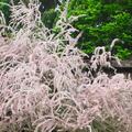 Frhlingstamariske, Tamarix parviflora