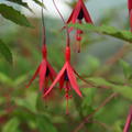 Fuchsia magellanica 'Riccartonii'