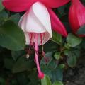 Fuchsia magellanica 'Lady Thumb', Blten, Fuchsie