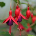 Fuchsia magellanica 'M. Popple'