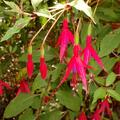 Fuchsia magellanica 'Riccartonii', Fuchsia magellanica 'Riccartonii'