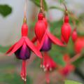 Fuchsia magellanica 'Mrs. Popple'