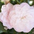 Kamelie Camellia japonica 'Nuccio's Pearl'