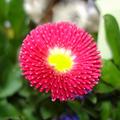 Gnseblmchen 'Pomponette', Bellis perennis 